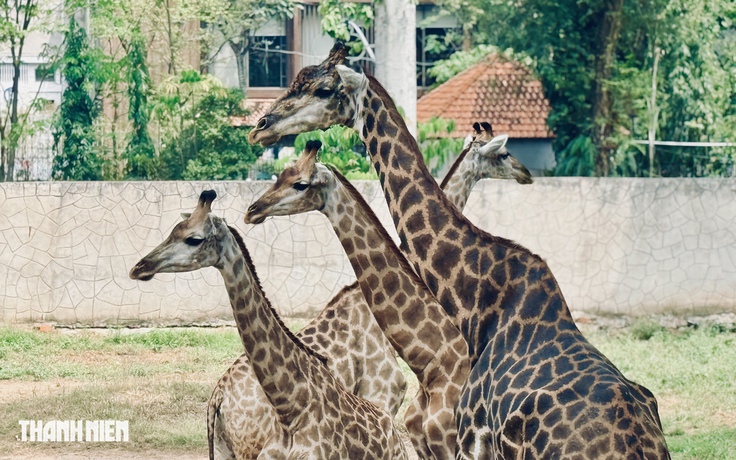 'Lễ thành hôn' hươu cao cổ ở Thảo Cầm Viên: Làm sao biết chúng kết nhau?