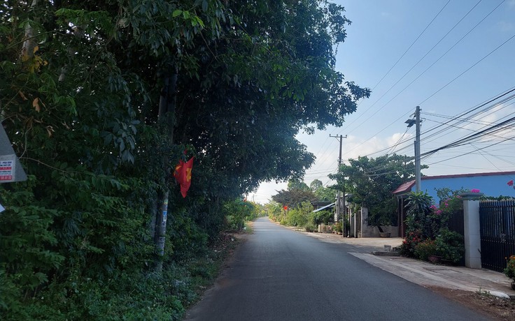 Cây xanh xòe tán ra đường