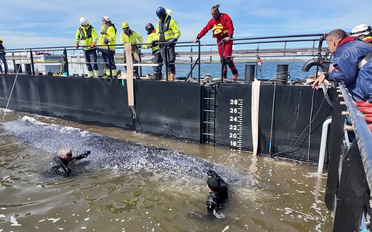 Giải cứu cá voi 12 tấn mắc cạn hơn một tháng tại Đức
