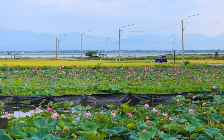 Hồ sen trước một ngôi làng ven biển ở Huế đẹp như tranh