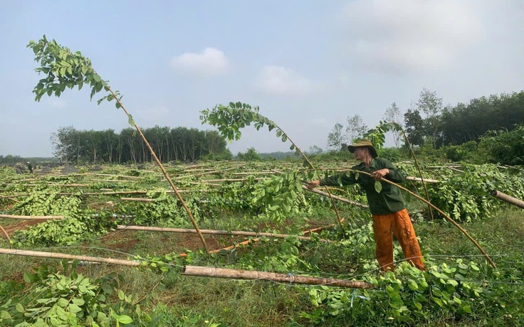 Mưa lớn ở Đồng Nai kèm lốc xoáy làm gãy đổ 2.800 trụ tiêu, sầu riêng