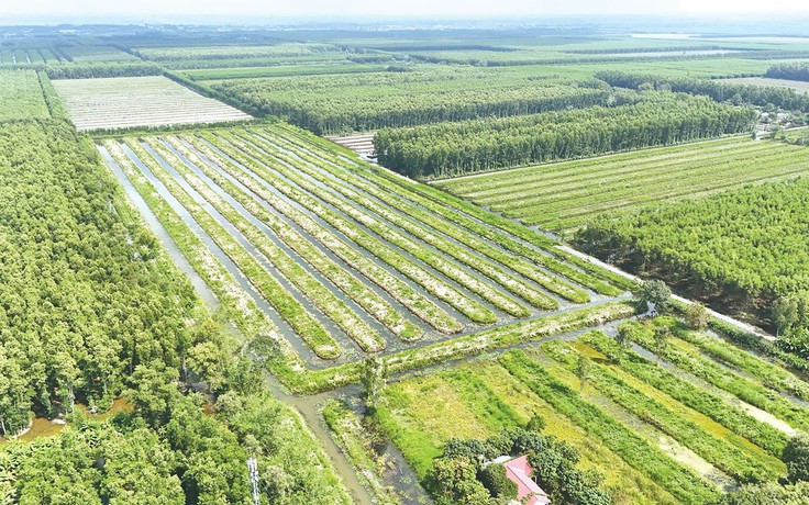 U Minh Hạ bứt tốc từ cây giống, mở lối kinh tế rừng bền vững