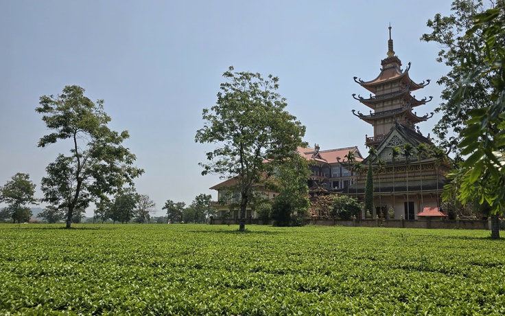 Vì sao Gia Lai kiên quyết giữ 62 ha chè Biển Hồ dù sản xuất thua lỗ?