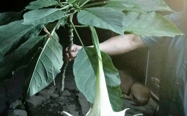 Nghệ An: Ăn rau rừng, 3 người nhập viện cấp cứu