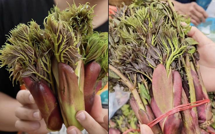Rau mầm gai là gì mà gây sốt mạng, nhiều người ở TP.HCM tìm mua không có?