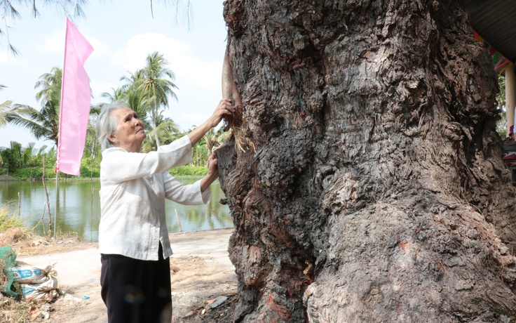 Phi lao cổ thụ hơn 120 tuổi được công nhận cây di sản Việt Nam