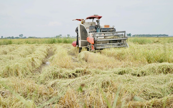 Nông dân gặp khó vì giá lúa thấp, giá phân bón tăng cao