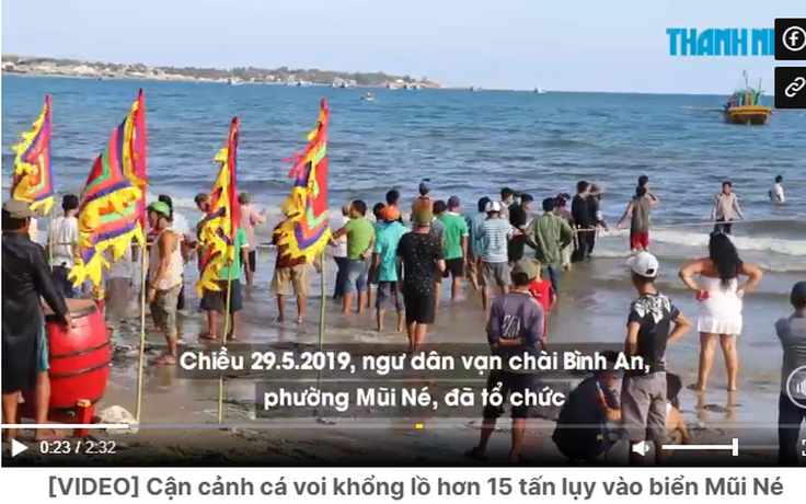 Cá voi trở lại Mũi Né: Tín hiệu bình yên từ biển?