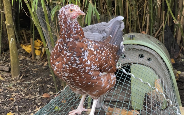 Bùng phát nhiễm khuẩn Salmonella trên nhiều bang Mỹ