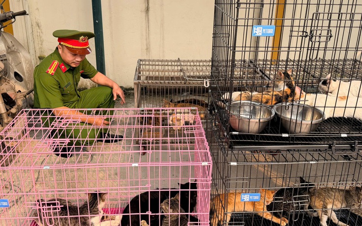 Bắt nhóm trộm mèo ở Hà Nội