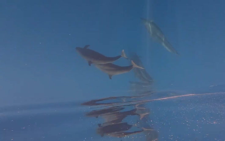 Hiện tượng hiếm gặp: Cá voi vờn sóng, phô diễn sống động ở Phú Quý