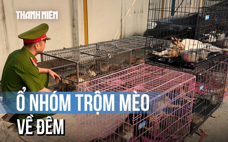 Lật tẩy ổ nhóm chuyên trộm mèo về đêm ở Hà Nội