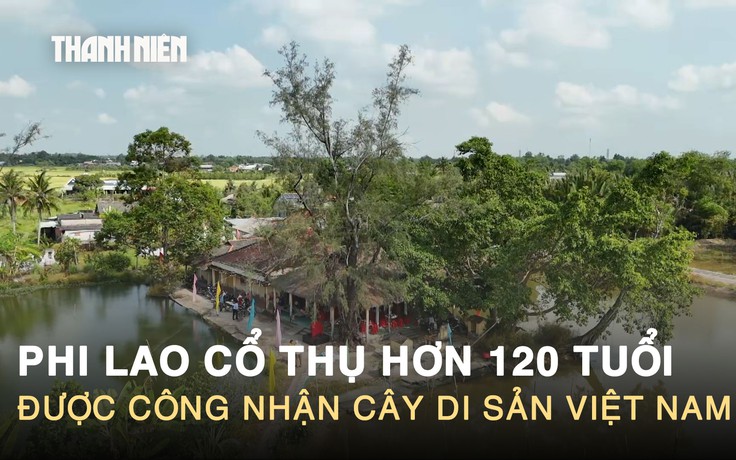 Chiêm ngưỡng phi lao cổ thụ hơn 120 tuổi được công nhận cây di sản Việt Nam
