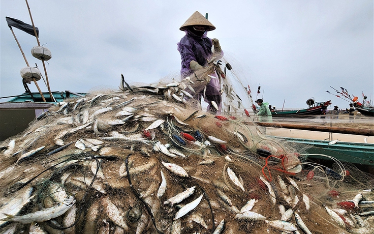 Mùa lộc biển: Săn 'bạc xanh' trên sóng biển