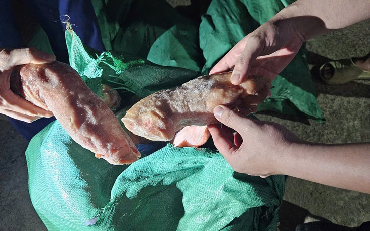 Bắt giữ nhiều lô thịt heo nhập lậu tràn về thị trường nội địa