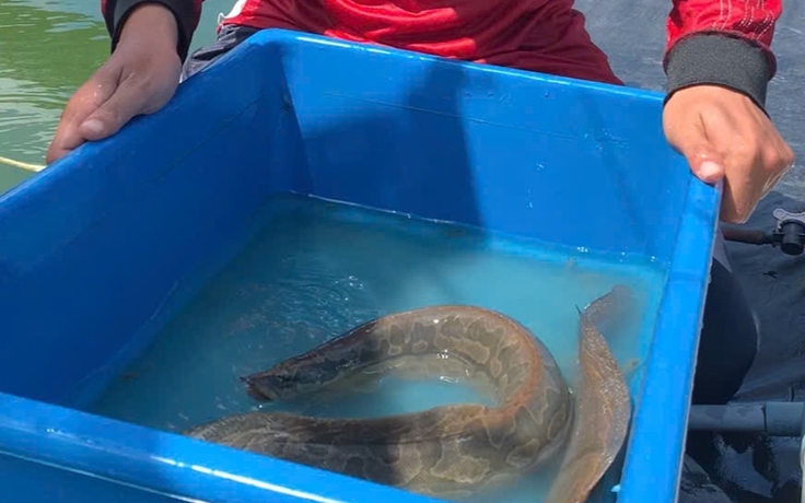 Nuôi 'sâm nước' miền Tây, mỗi năm lợi nhuận gần nửa tỉ đồng