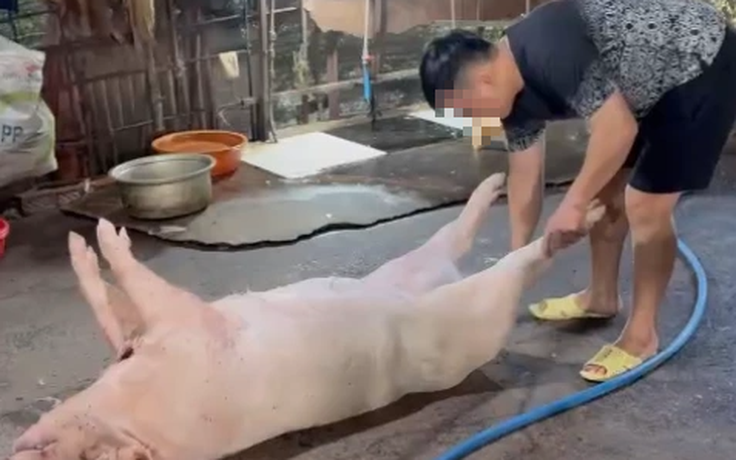Đột kích 2 lò giết mổ heo 'chui' trong hẻm sâu ở TP.HCM