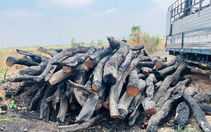 Bắt giữ lượng lớn cây rừng không rõ nguồn gốc ở Gia Lai