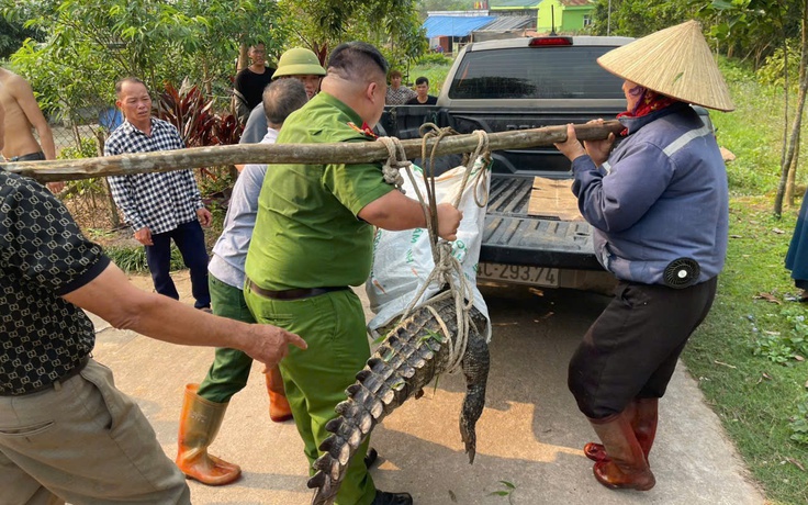 Vây bắt cá sấu 'khủng' gần khu dân cư