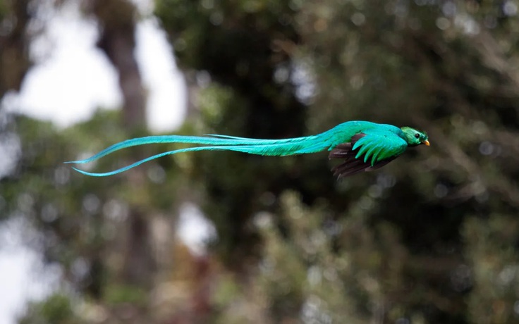 Một điểm đến ở Việt Nam vào top ngắm chim đẹp nhất thế giới