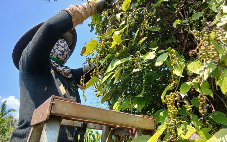 Giá tiêu tăng cao, ‘vàng đen’ Gia Lai hồi sinh