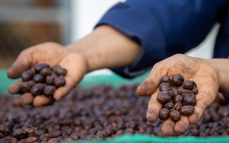 Giá cà phê lao dốc