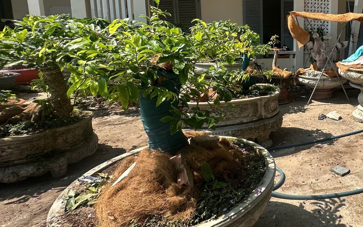 Vì sao kiểm lâm Côn Đảo phạt tiền người cất giữ 42 cây mai vàng?