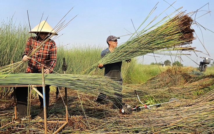 Loại cỏ chỉ ưa nước phèn, nước mặn: Đã có thời thương lái giành nhau mua