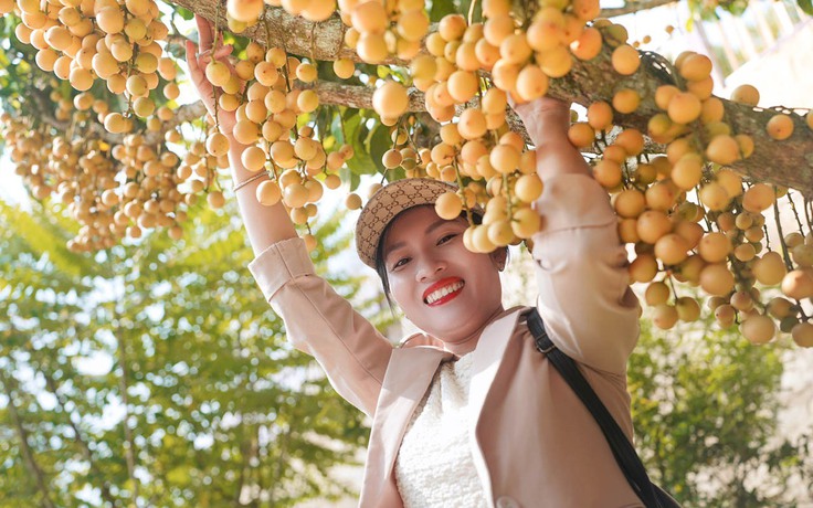 Rực rỡ mùa dâu ở núi Cấm