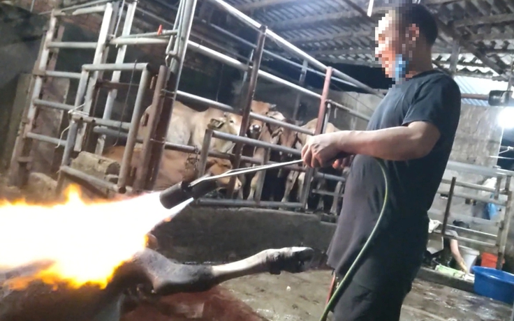 Phú Thọ chỉ đạo nóng vụ lò mổ 'chui' sau phản ánh của Báo Thanh Niên