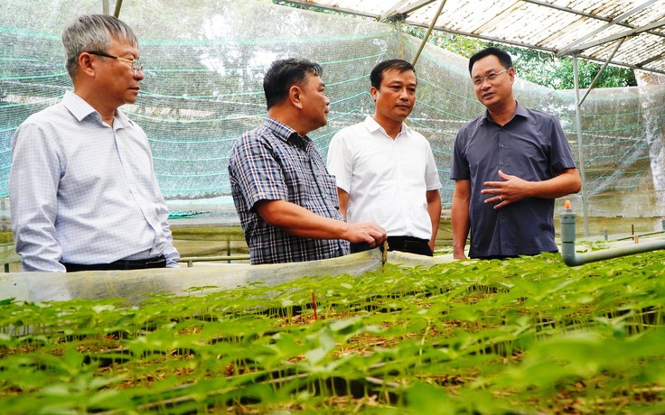 THACO bắt tay Đà Nẵng phát triển vùng sâm Ngọc Linh 8.000 ha