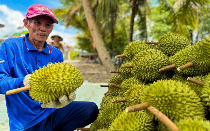 Bí quyết giúp nông dân trồng sầu riêng giữ giá ổn định