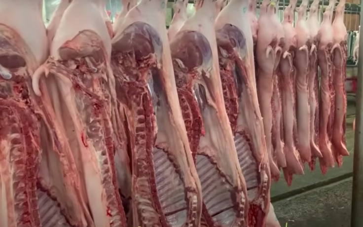 Giá heo hơi hôm nay 15.5.2026: Bình quân 68.000 đồng/kg