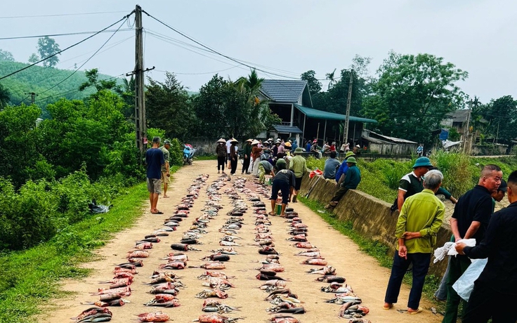 Góp tiền mua cá giống, 2 năm sau cả xóm cùng chia cá vui như hội