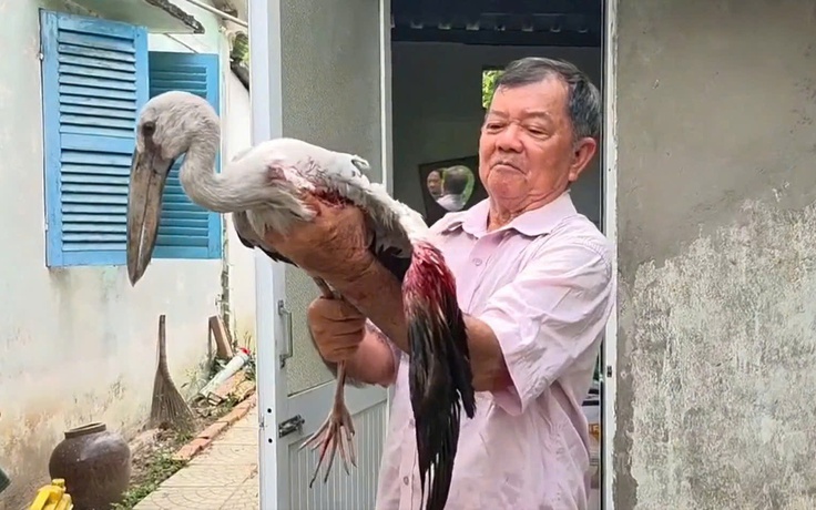 Vườn chim Hai Chìa kêu cứu: Lão nông 80 tuổi bất lực trước nạn săn bắn chim