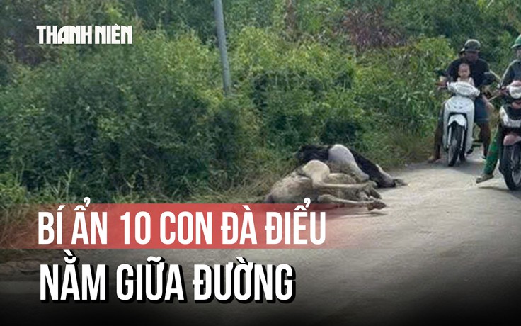 Người dân bất ngờ thấy chim đà điểu gục chết tại Tây Ninh