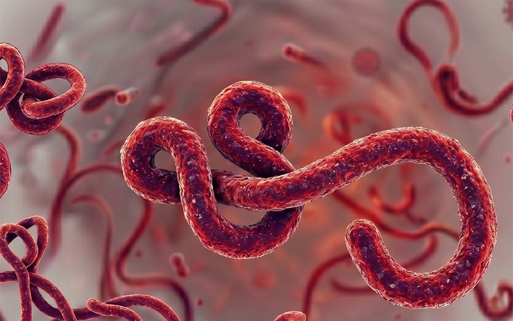 Không phải dịch mới, vì sao Ebola lần này khiến WHO ‘báo động’?