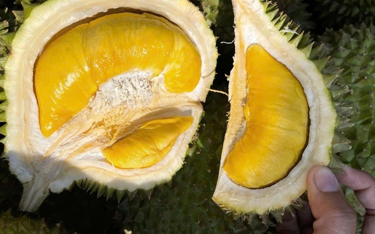 Xứ sở của Musang King tăng nhập sầu riêng Việt Nam