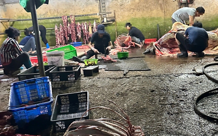 Phú Thọ phát hiện nhiều lò mổ vi phạm từ phản ánh của Báo Thanh Niên