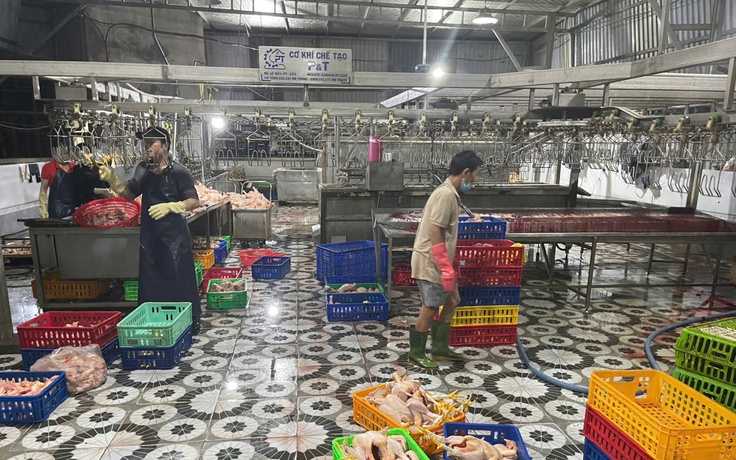 TP.HCM: 'Đột kích' lò giết mổ không phép lúc rạng sáng, buộc tiêu hủy gần 1 tấn gà