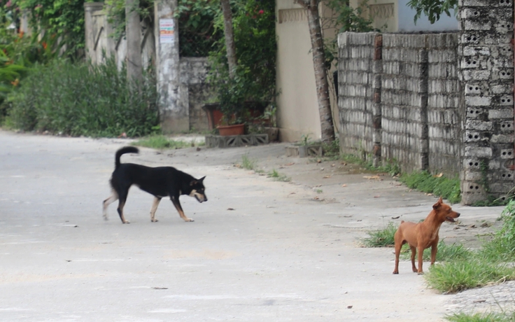 Liên tiếp các vụ chó thả rông tấn công người