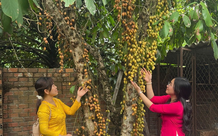 Vườn cây ăn trái ở TP.HCM vào mùa chín rộ, giới trẻ mê mẩn tìm đến