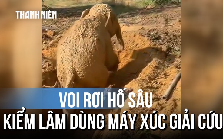 Cận cảnh cứu chú voi rơi xuống hố trong rẫy xoài
