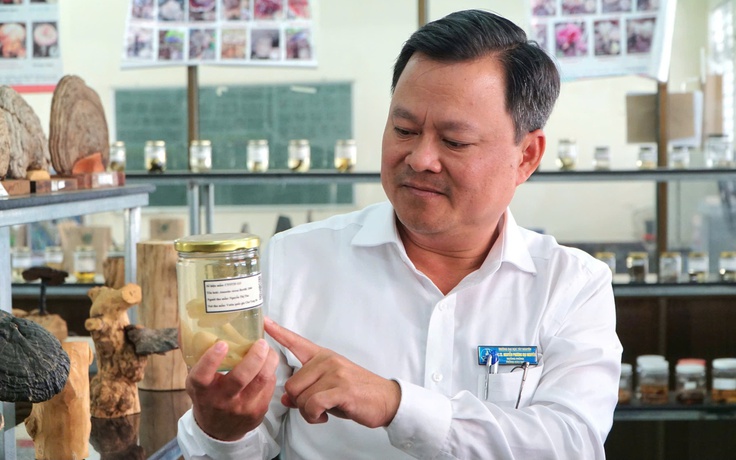 'Hồi sinh' những loài nấm quý hiếm