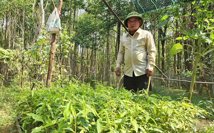 Nghề trầm dưới dãy Trường Sơn: Dấn thân vào 'cửa tử'