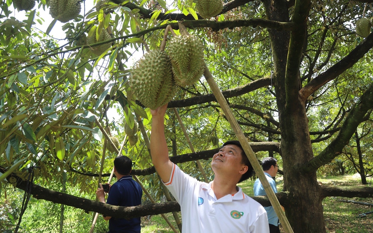 Thiếu phòng kiểm nghiệm, xuất khẩu sầu riêng lại đối mặt nguy cơ ách tắc