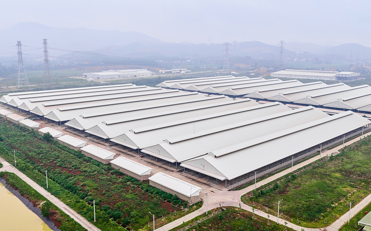 Thịt bò tươi ủ mát Niku-Ichi: Khi chuẩn mực chăn nuôi Nhật bén rễ trên đất Việt