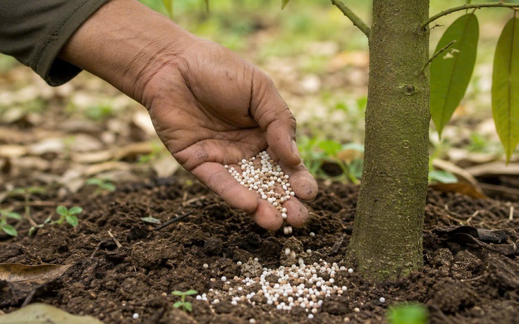 Đề xuất điều chỉnh quy định hàm lượng Cadimi để cứu nông sản xuất khẩu