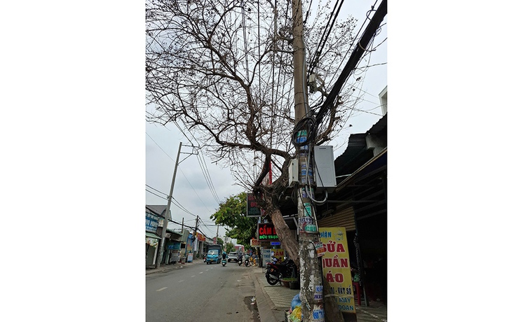 Cây chết khô