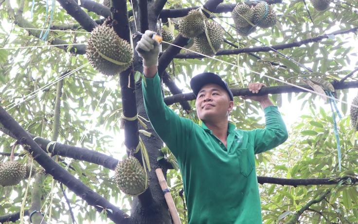 Thợ 'gõ' sầu riêng